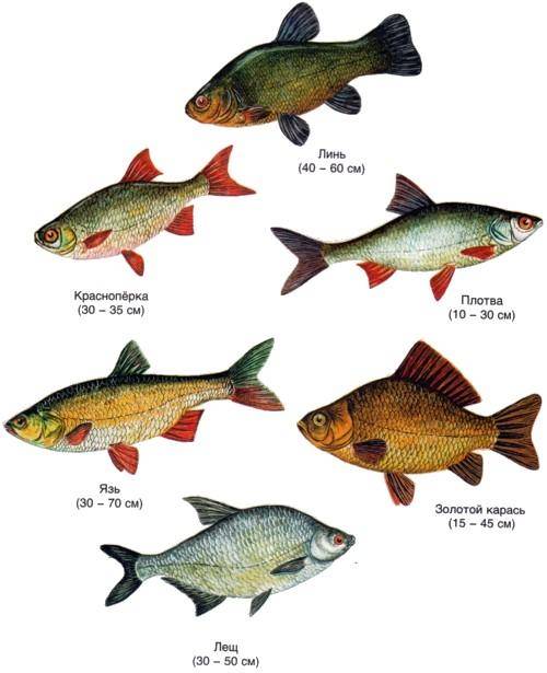 Болезни аквариумных рыб: разновидности и лечение