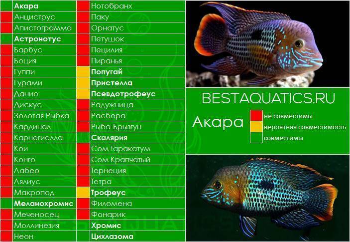 Таблица совместимости популярных видов аквариумных рыбок