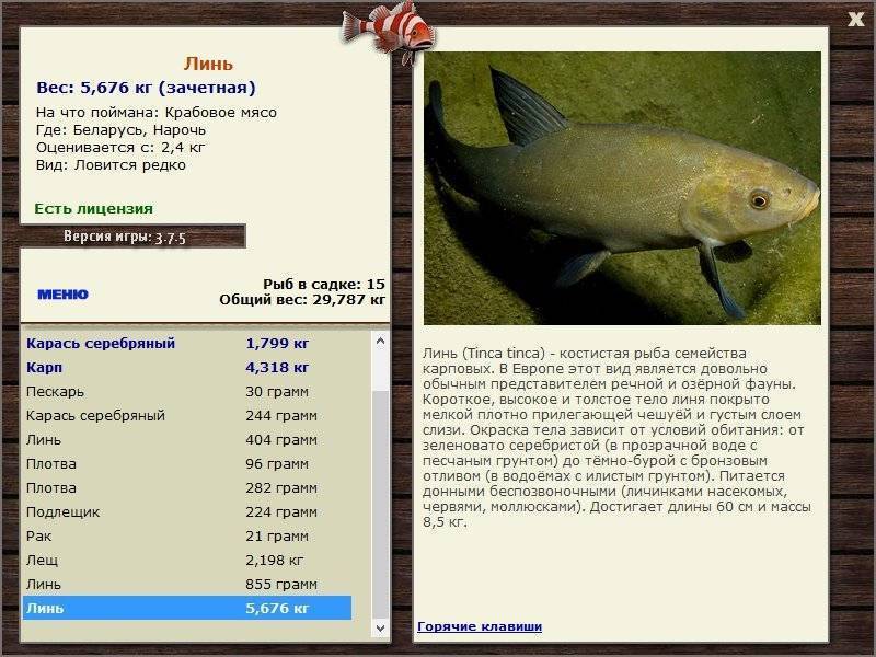 Линь рыба. описание, особенности и среда обитания рыбы линь