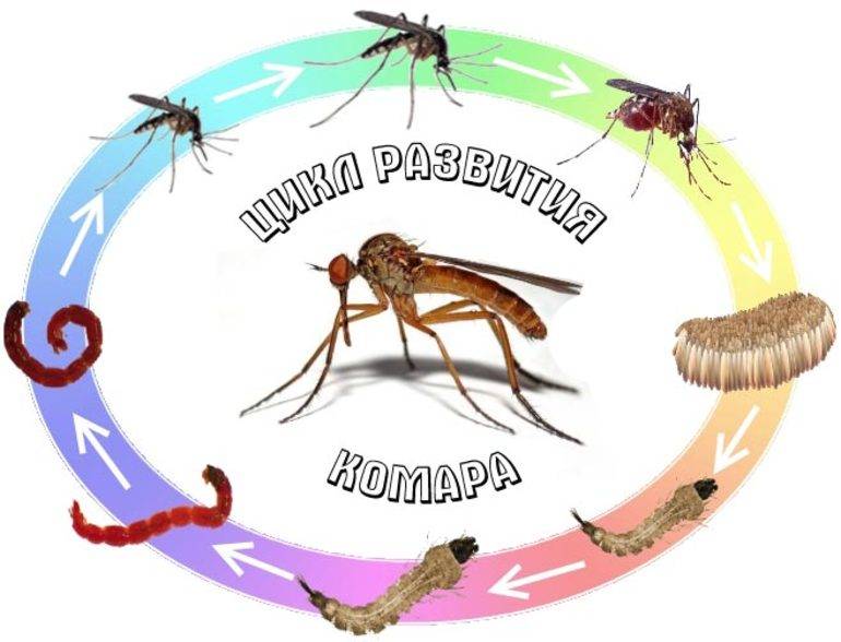 Комары в природе: как размножаются, чем питаются, откуда берутся и сколько живут