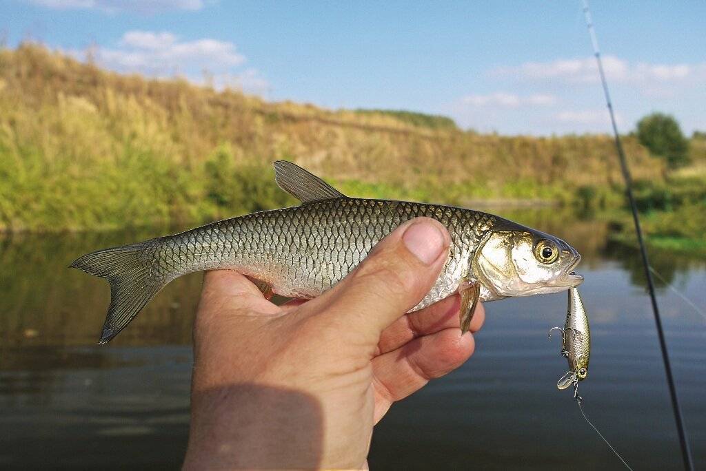 Елец рыба где водится фото