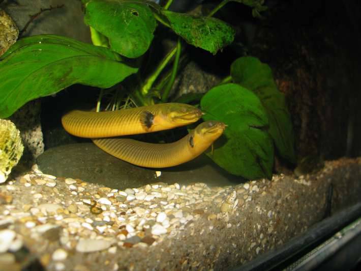 Рыба змея или калабарский каламоихт: описание, условия содержания в аквариуме, совместимость с другими рыбками