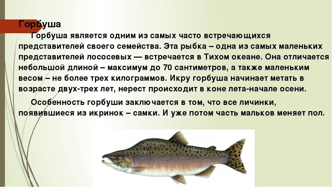 Что за рыба нельма: описание вида и рецепты с фото