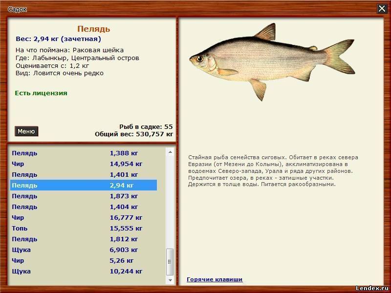 Рыба пелядь — где водится, описание, разведение в домашних условиях. | cельхозпортал
