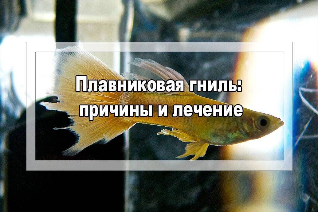 Как лечить плавниковую гниль: 10 шагов