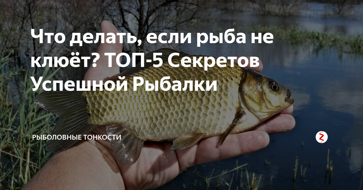 Когда клюет рыба - при каком давлении, ветре и температуре происходит лучший клев