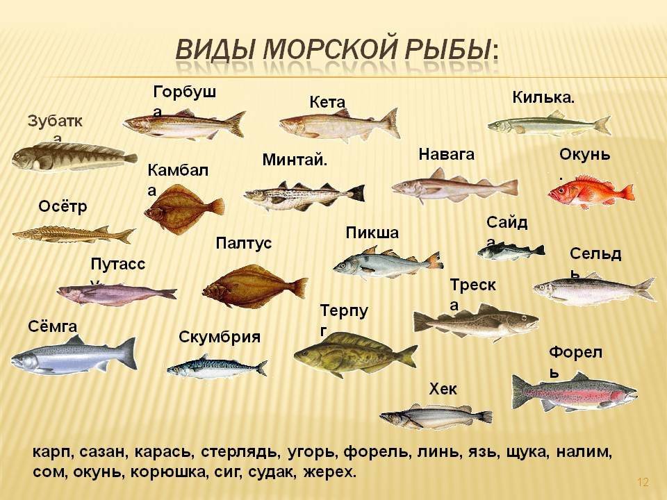 Русская рыба название