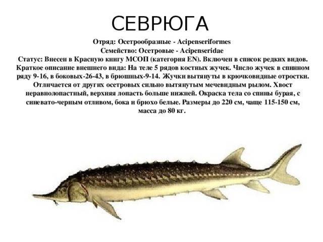 Осетр: полезные свойства, вкус и цвет мяса, калорийность, бжу, как выбрать