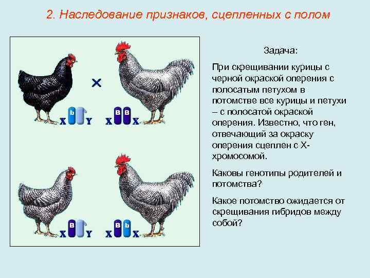 Супер ник: продуктивный яичный кросс. неприхотлив к условиям содержания и выгоден для коммерческого использования