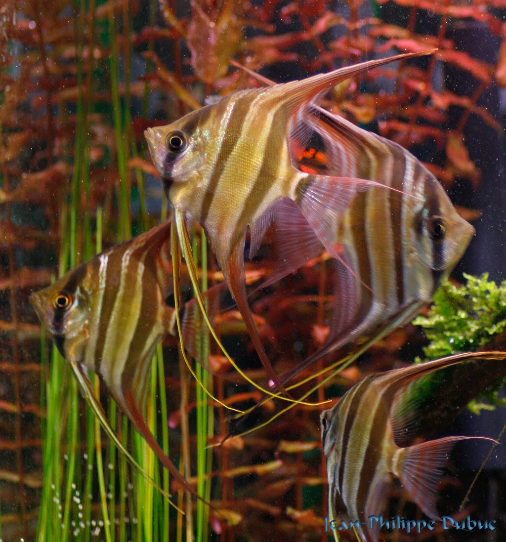 Скалярии: совместимость с другими рыбками в аквариуме
