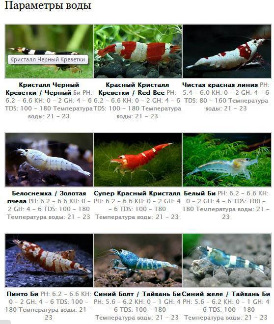 Вишневая креветка (red cherry shrimp): виды, содержание, кормление и разведение neocaridina heteropoda - aqa.wiki