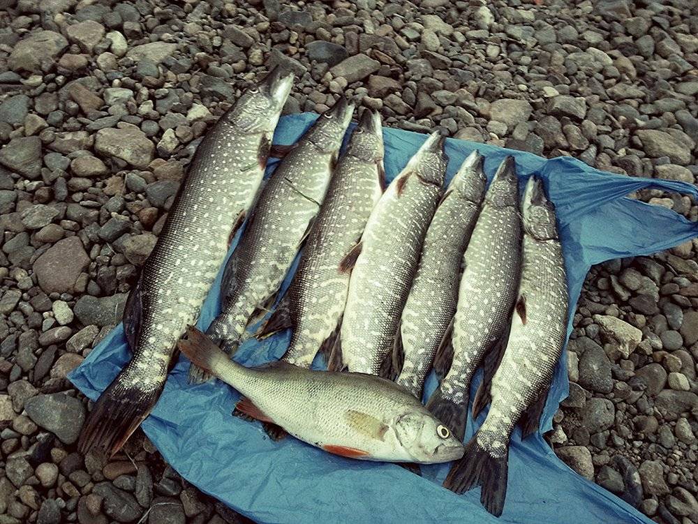 Куда поехать на рыбалку в ярославской области и ярославле и запрет 2021