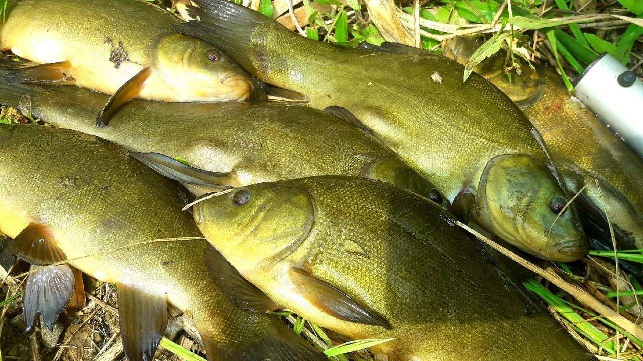 Рыбалка на реке лена и ее притоках