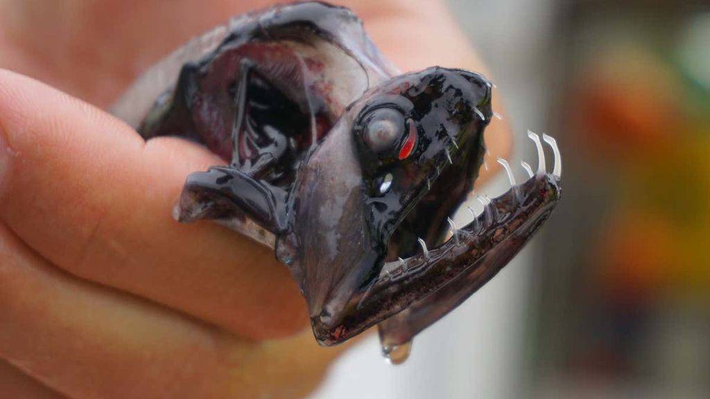 Морской чёрт или рыба с фонариком – 13 фото