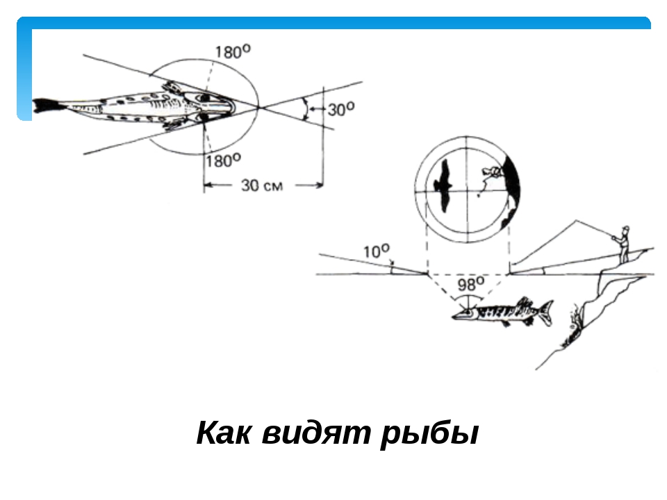 Как видят рыбы фото