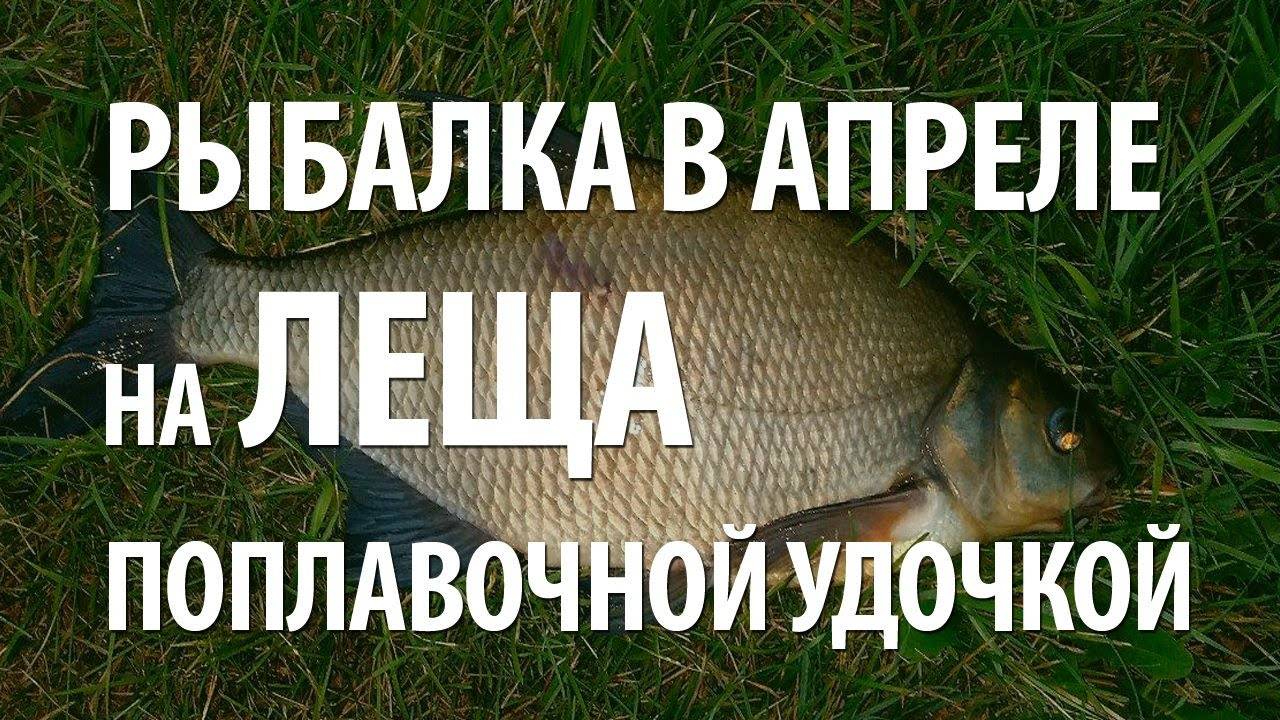 Ловля леща весной на фидер на реке