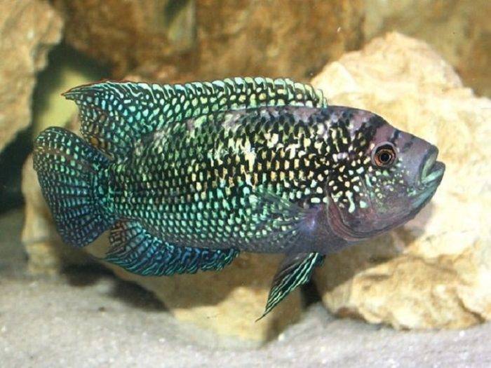 Цихлазома рыбка. описание, особенности, виды и уход за цихлазомой