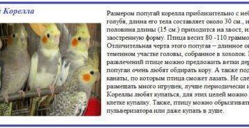 Попугай корелла, его внешний облик, особенности содержания и правила ухода