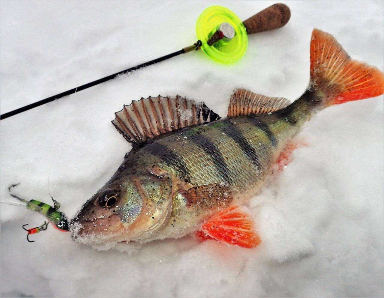 Первый лёд, рыбалка в начале зимы: окунь, плотва, лещ и прочие рыбы