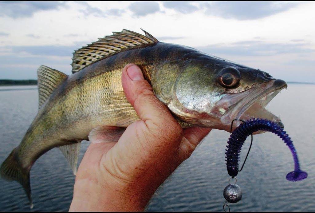 Оснастка дроп-шот для ловли хищника на ахтубе - рыбалка на ахтубе с комфортом - база трёхречье