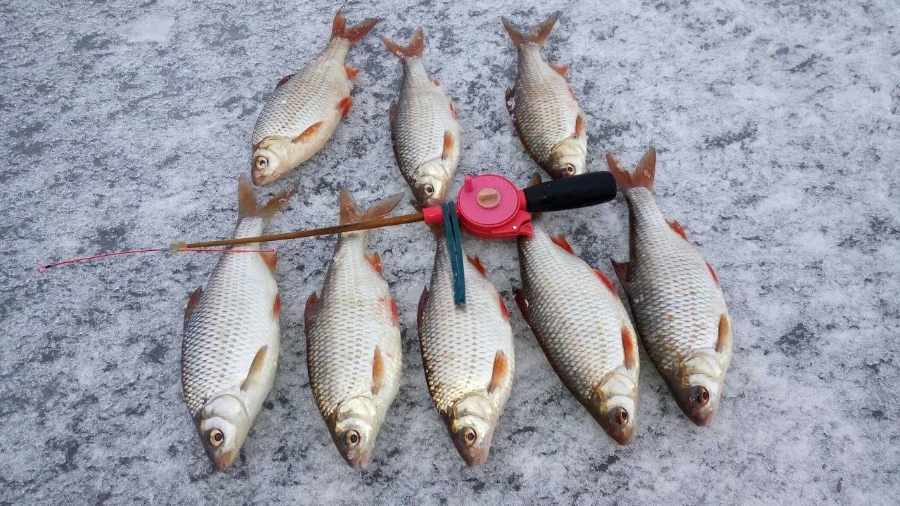 Рыбалка в феврале: какую рыбу ловить в феврале