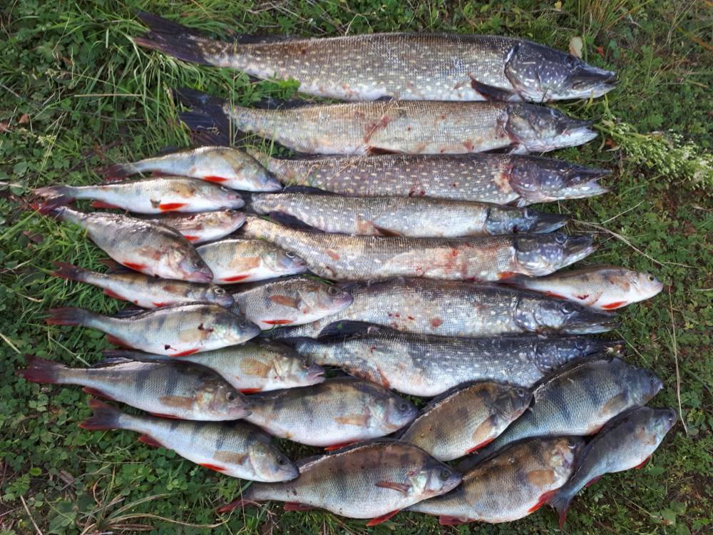 Ладога клев. Ладога озеро рыбалка. Рыба в Карелии в Ладожском озере. Щука в Ладожском озере. Рыбалка на Ладожском озере.