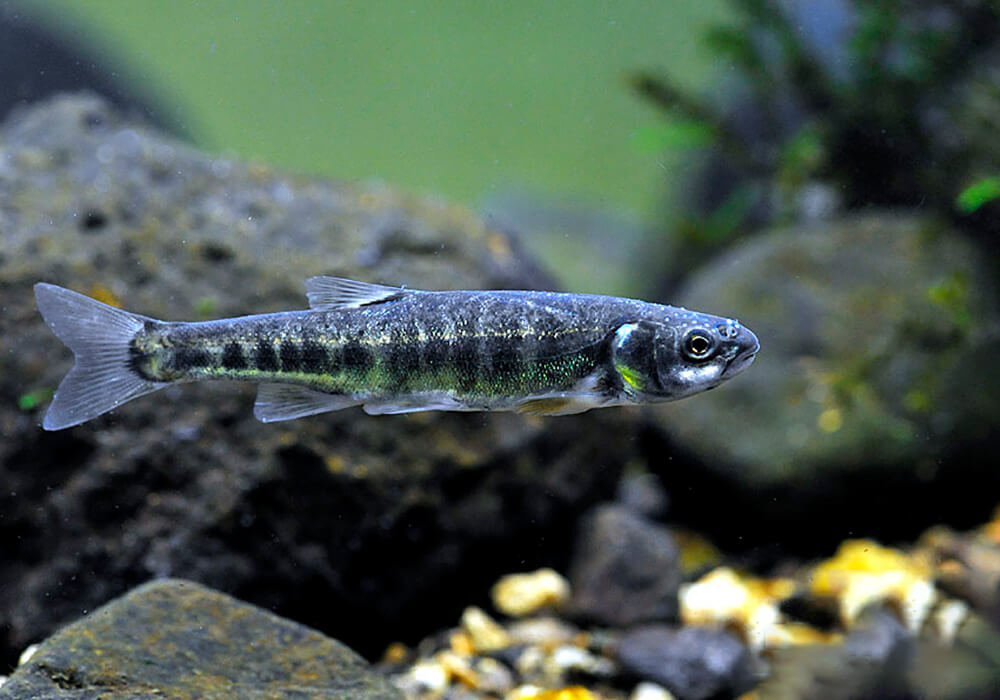 Рыба гольян обыкновенный, или речной: описание и фото, условия содержания в аквариуме
