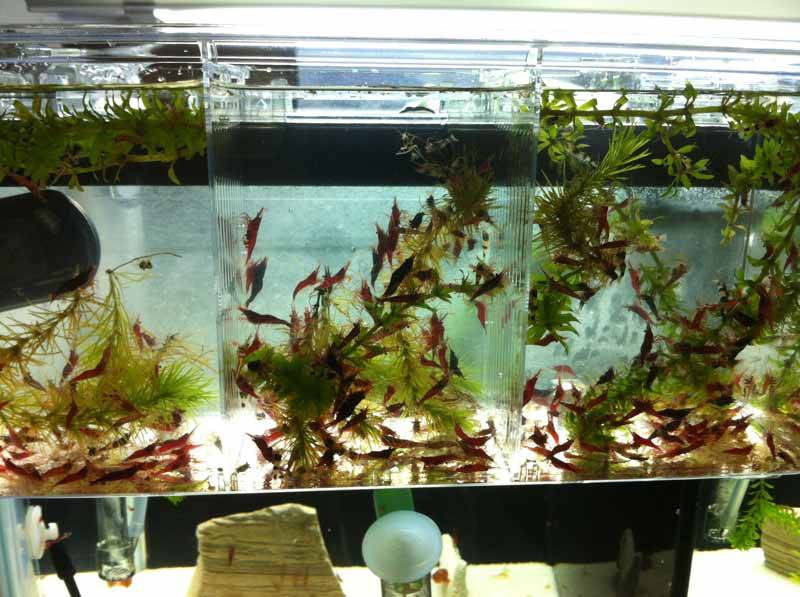 Содержание и разведение пресноводных креветок в аквариуме