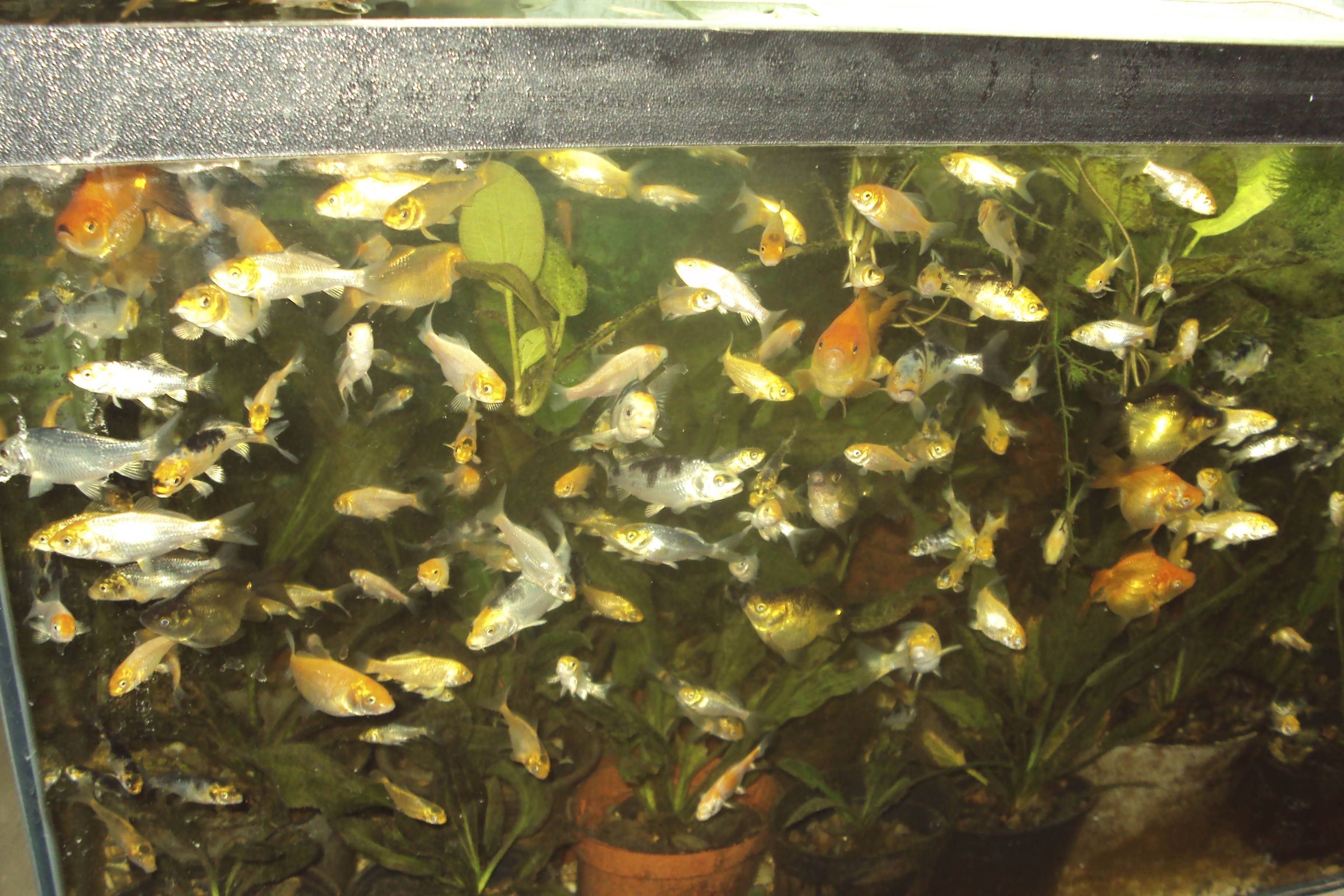 Карп кои: содержание в аквариуме японского (парчового) карася, разведение рыбки кои, породы, сколько живут
