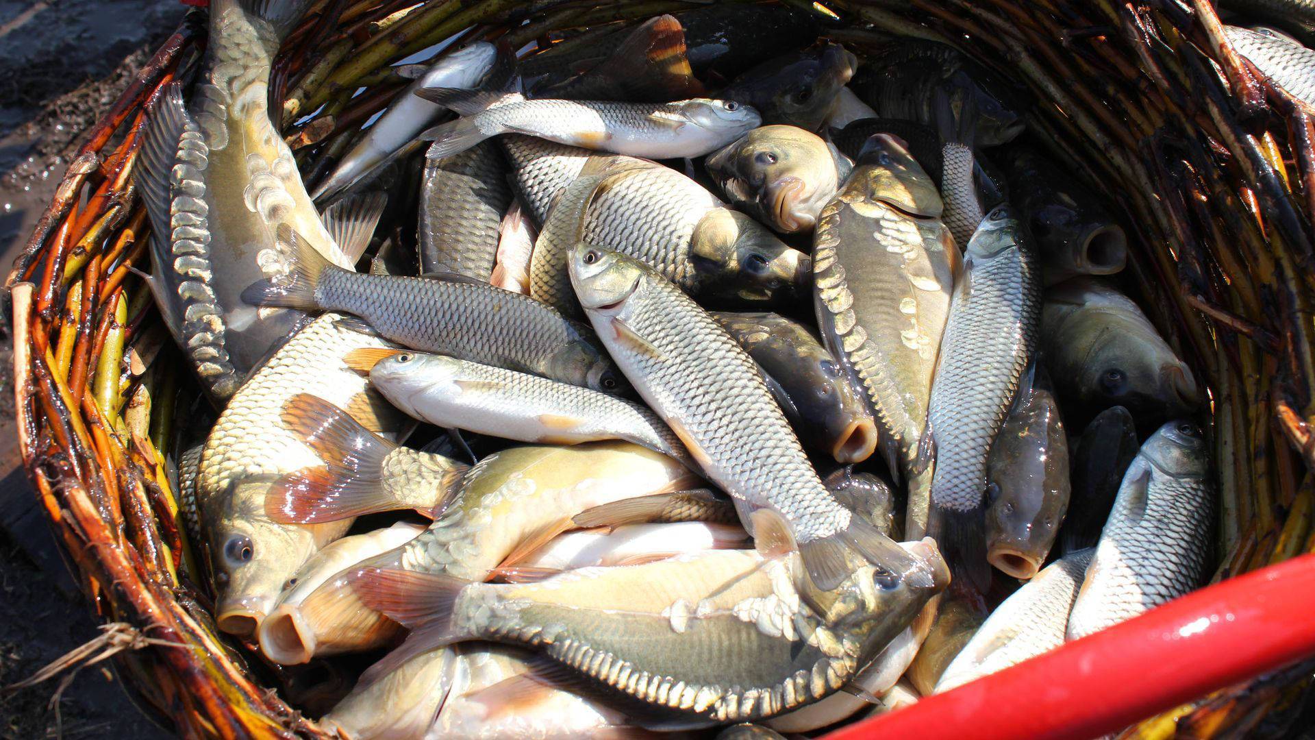 15 лучших рыболовных мест самарской области. бесплатные и платные