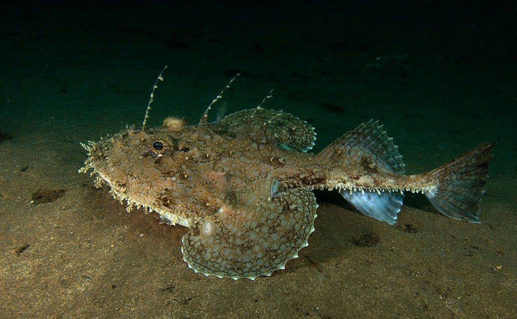 Морской черт - 56 фото основных видов глубоководного хищника