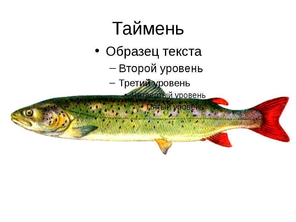 Рыбалка на амуре: весной, летом, осенью и зимой, какую рыбу можно поймать