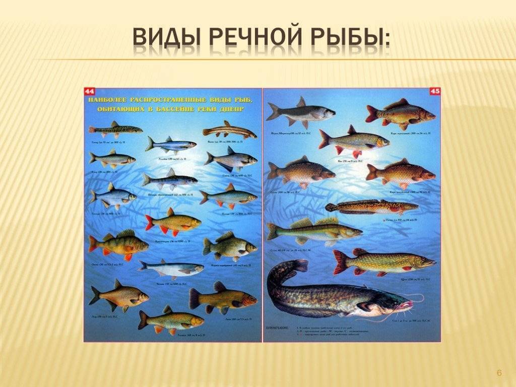 Чем опасна речная рыба: профилактика описторхоза и дифиллоботриоза