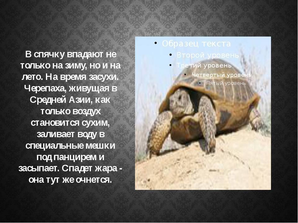 Какая рыба зимой спит. зимовка рыбы. что стоит знать о зимовке