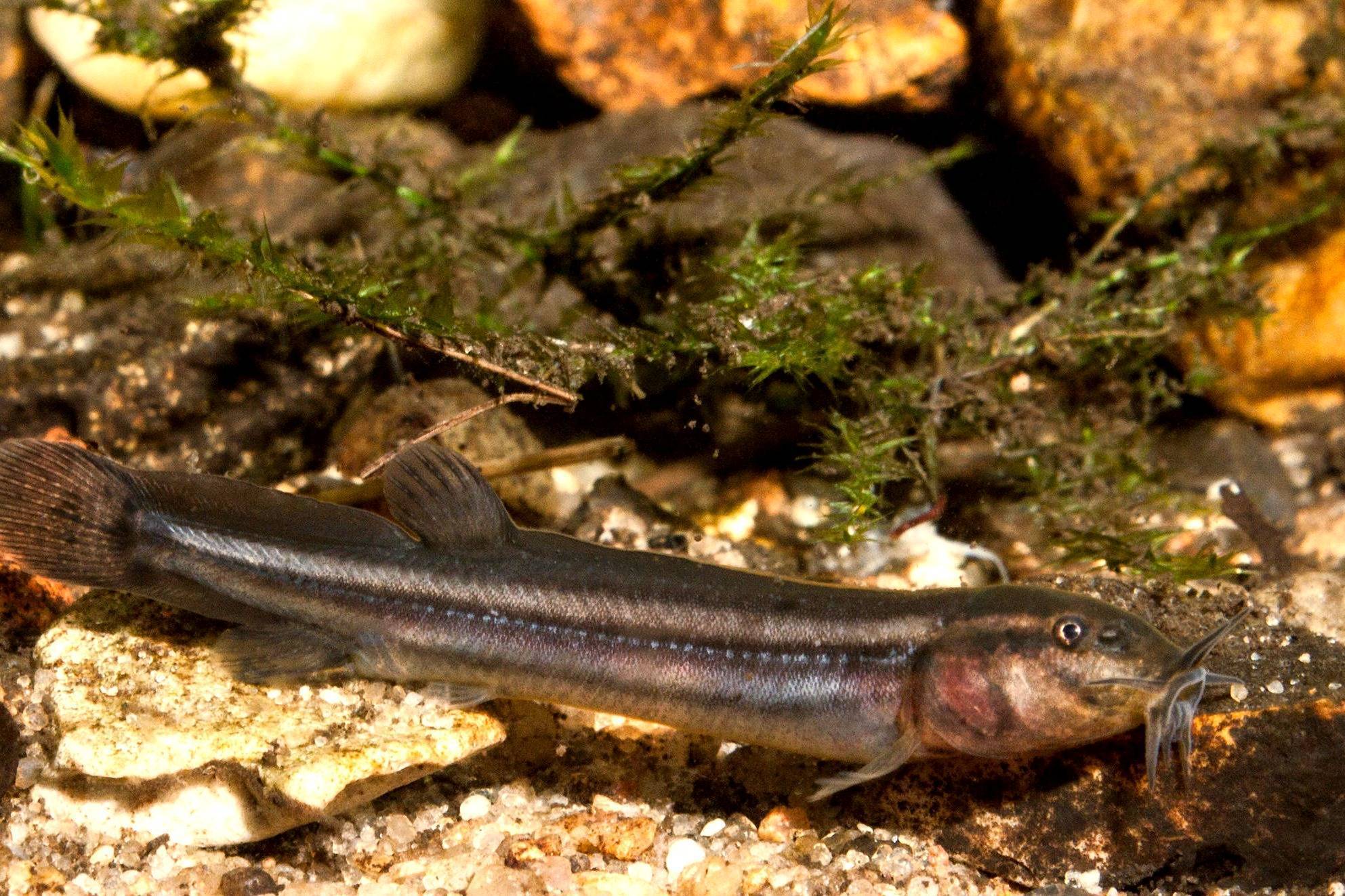 Красный вьюн рыба. Рыба Вьюн Речной. Вьюн Пискун рыба. Вьюн обыкновенный Misgurnus fossilis. Рыба Вьюн малек.