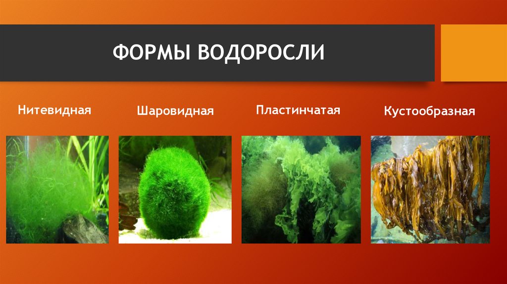 Пластинчатые водоросли. Формы водорослей. Жизненная форма зеленых водорослей.