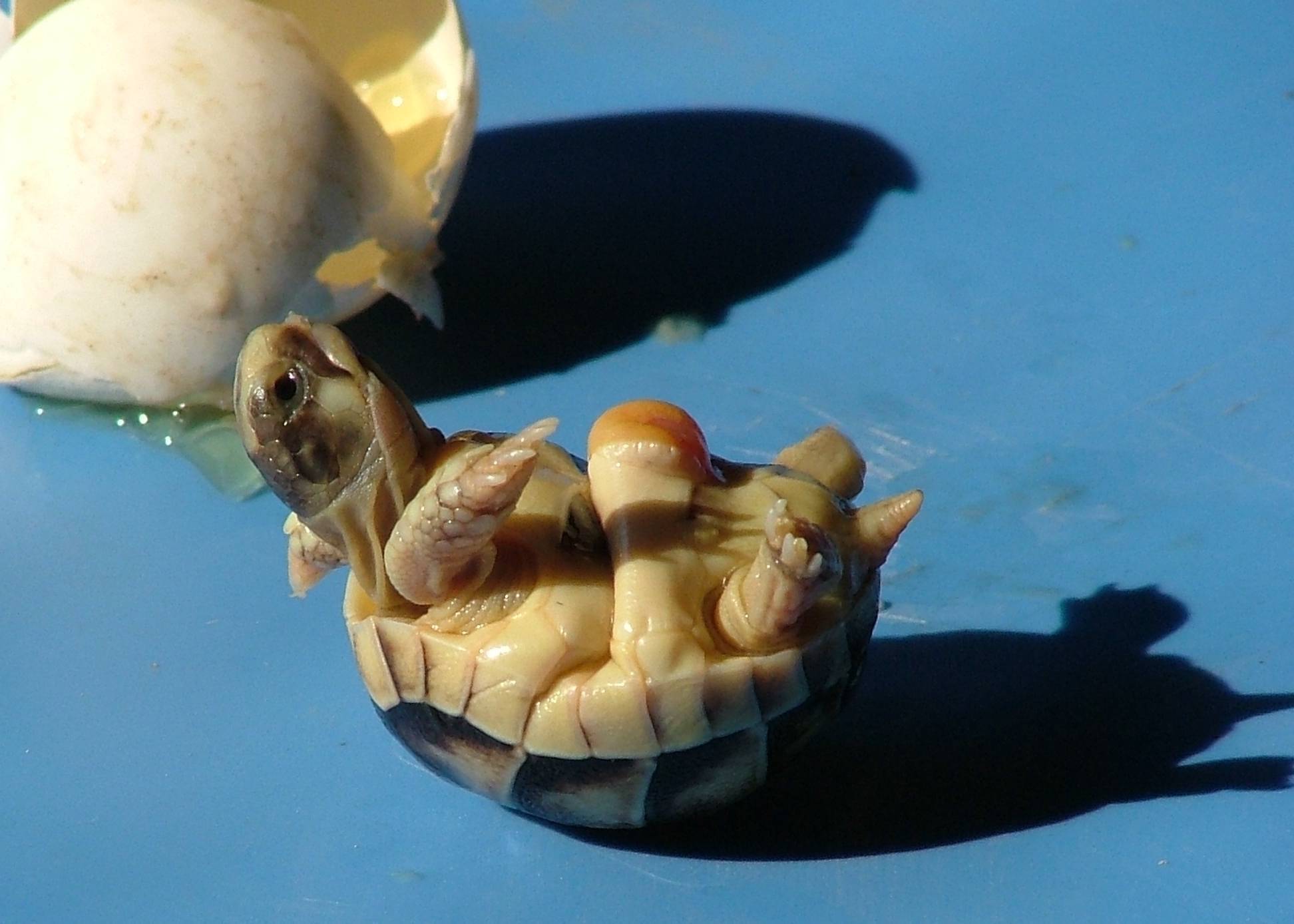 Яйца черепахи: как происходит кладка, их польза и вред при употреблении в пищу
