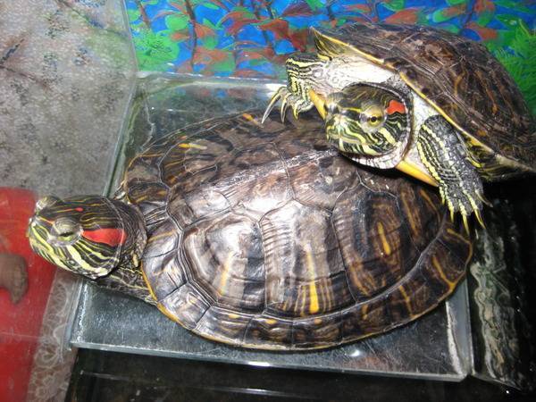 Необычные домашние питомцы: красноухие черепахи. сколько могут без воды данные животные?