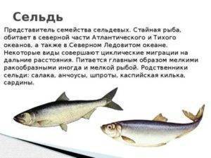Омуль байкальский: рыбалка на рыбу, где водится, есть ли запрет на вылов