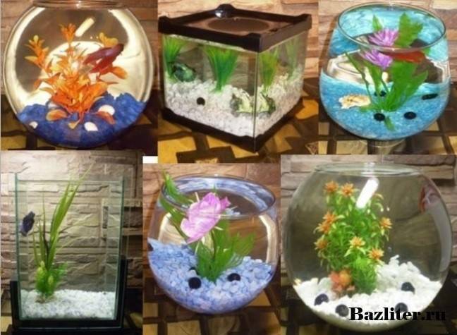 Уход и содержание рыбки петушка в мини-аквариуме (12 фото): можно ли содержать аквариумную рыбу в бокале? как ухаживать за ней в маленьком аквариуме?