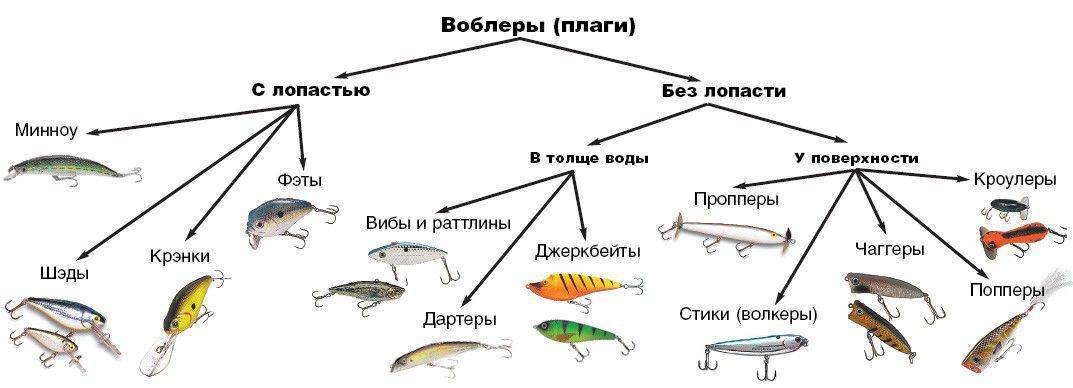 Угорь — описание рыбы, места обитания, повадки и способы ловли