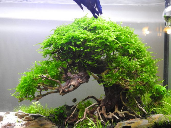 Яванский мох: правила содержания и размножения в аквариуме, как закрепить