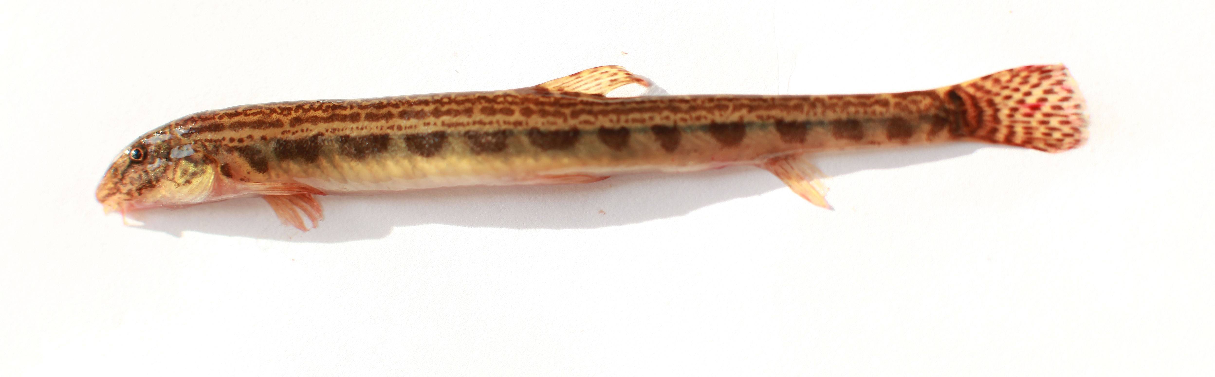 Рыба щекур: описание, жизненный цикл и питание, особенности ловли