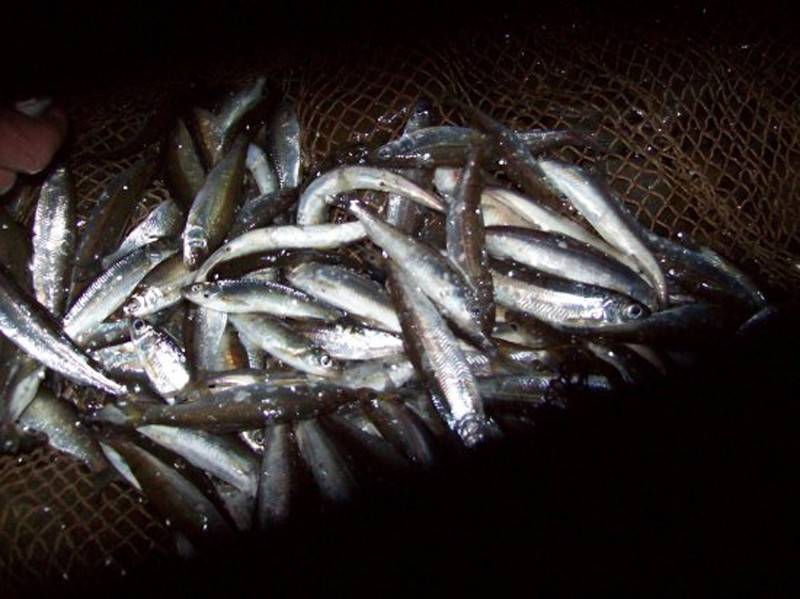Рыба тугун - описание, выбор снастей, способы ловли