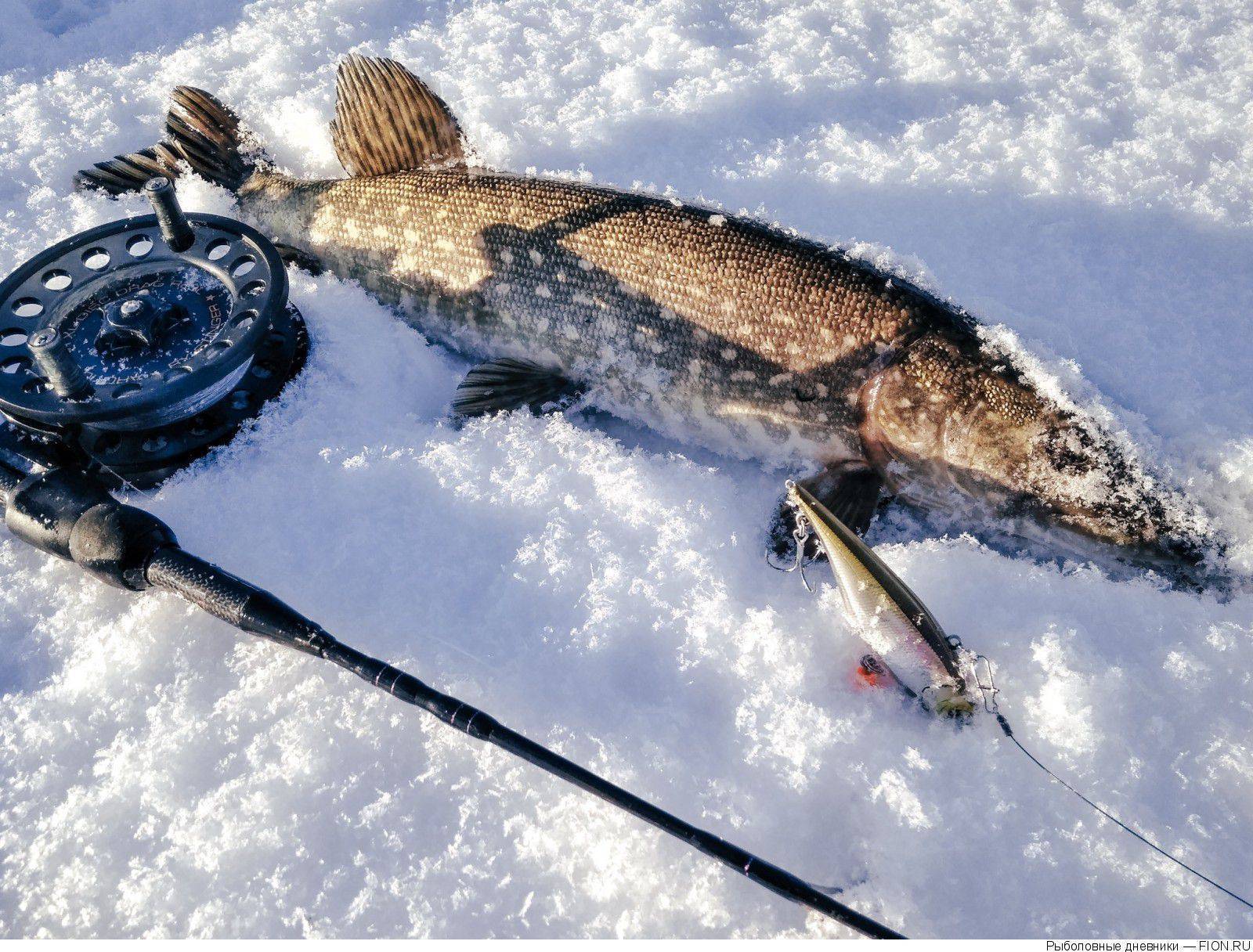 Снасти для зимней рыбалки какие есть снасти и что брать с собой на зимнюю рыбалку новичку. советы по выбору снастей