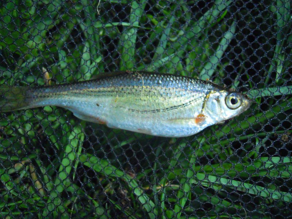 Быстрянка — описание рыбы, характеристики, повадки, способы как и чем ловить рыбу (100 фото + видео)