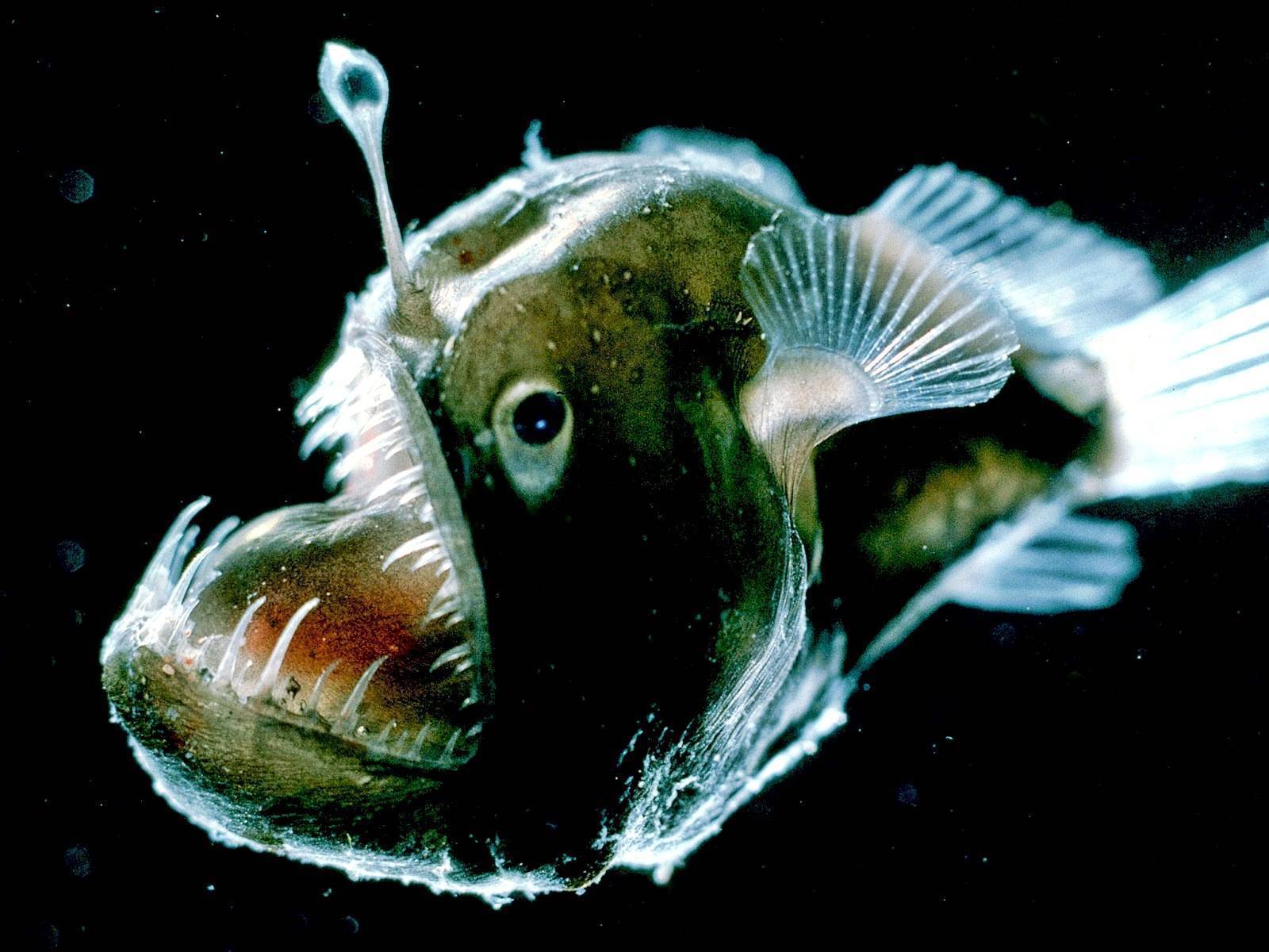 Морской черт (удильщик) – фото, описание, виды, где обитает