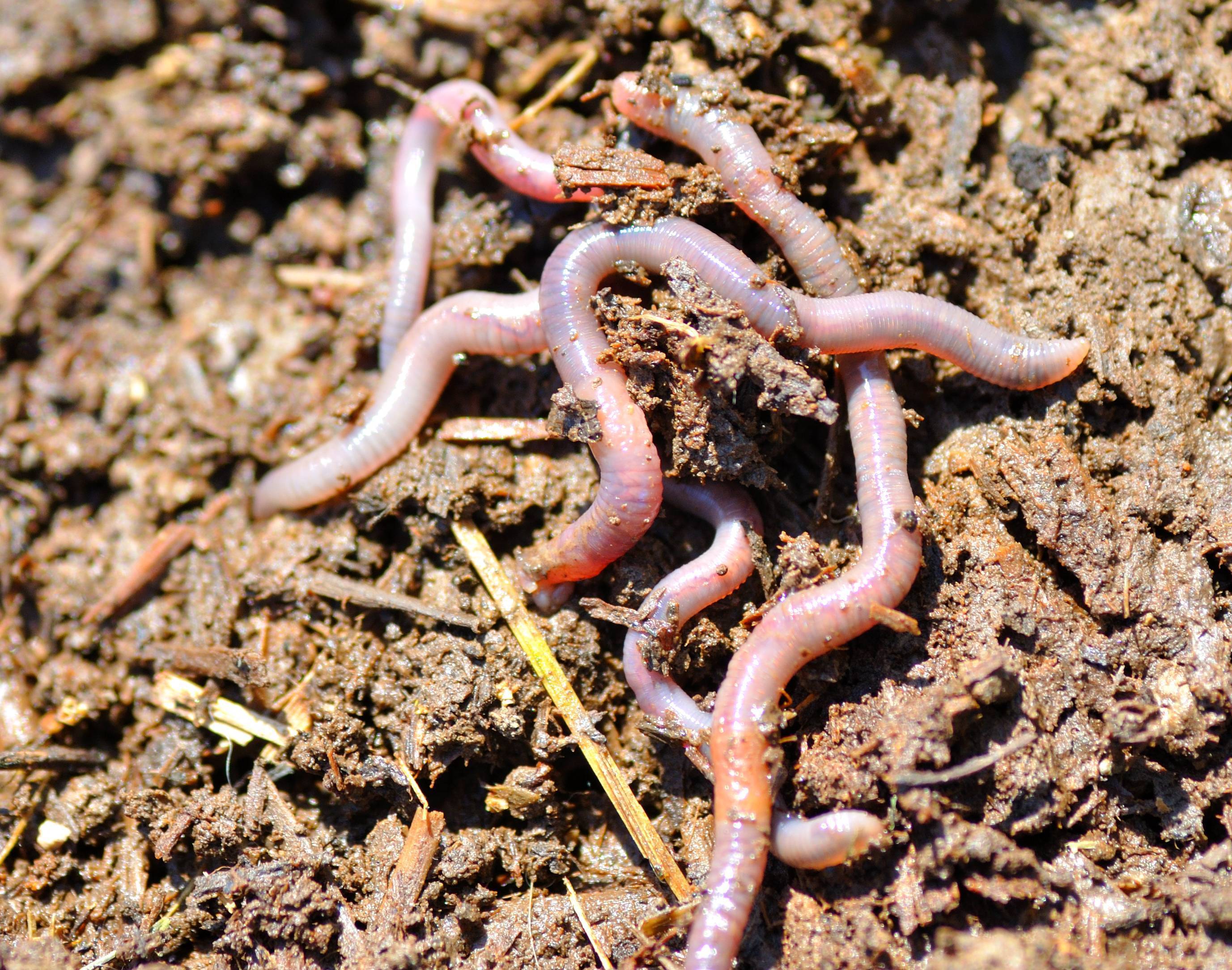 Калифорнийские черви ,описание, разведение, размножение - траварт