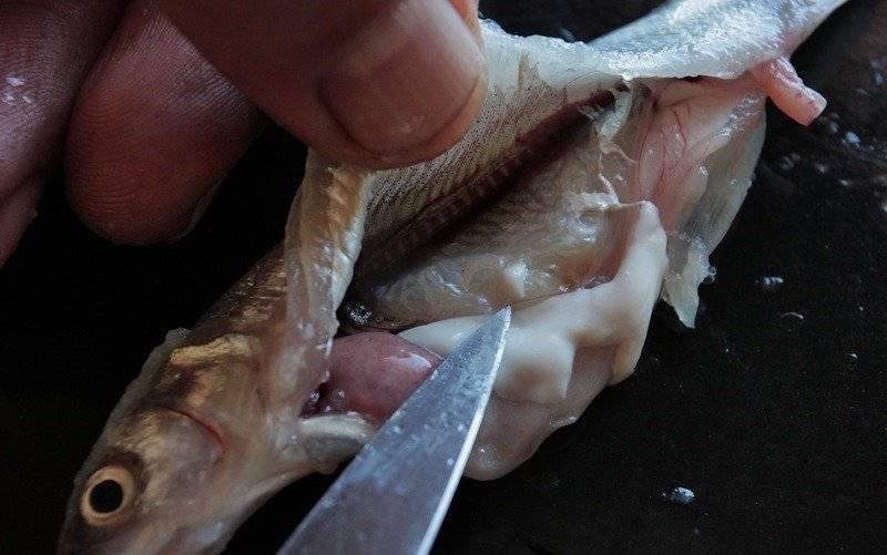 Солитёр в рыбе: фото зараженной рыбы, опасность для человека