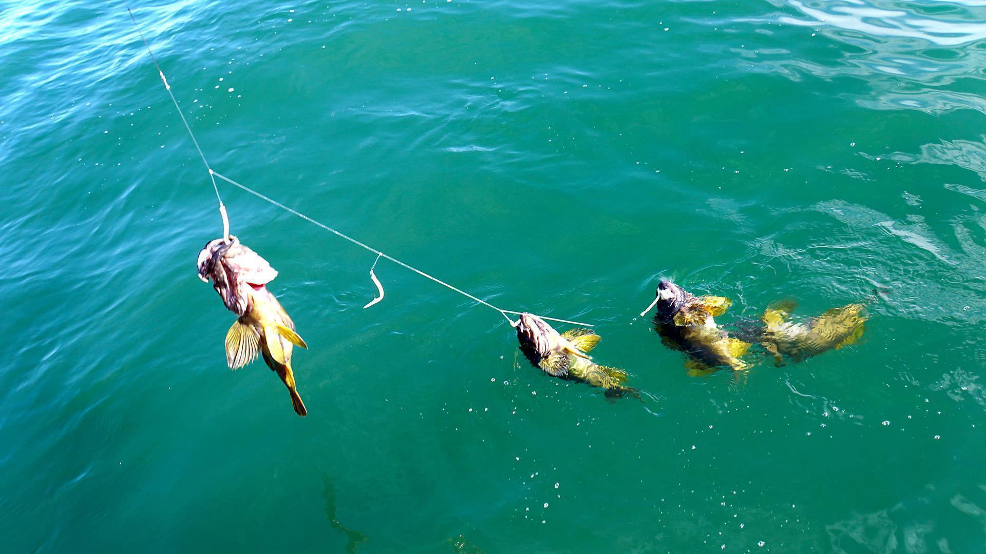 Морская рыбалка в кучугурах: как совместить отдых на курорте с увлекательной рыбалкой - отель лаванда азов